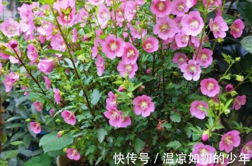 直射光|这花是名副其实的“开花机器”，秋冬盆栽，落实好4点花开不歇