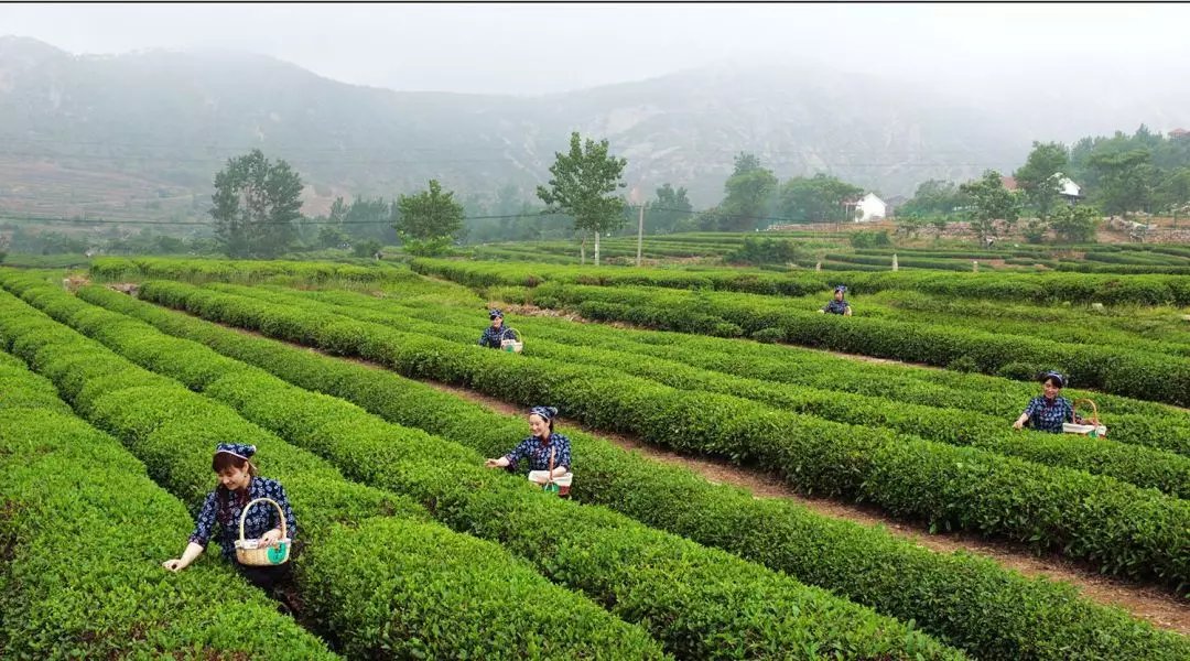 提质|“云”上种茶！岚山区建起大数据平台助推茶产业提质增效