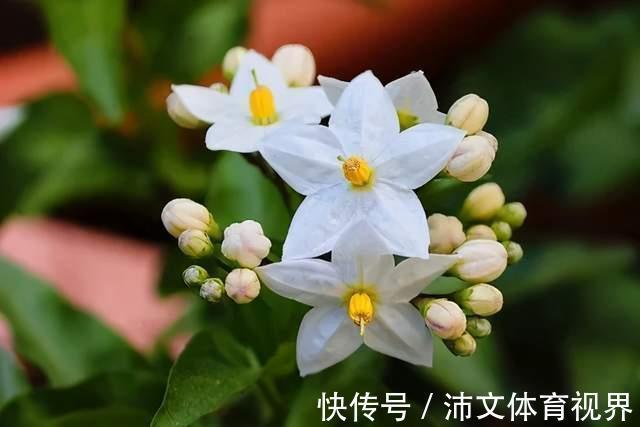 贾浅浅|读完这30条关于屎尿屁的冷知识,再去谈贾浅浅的屎尿诗吧