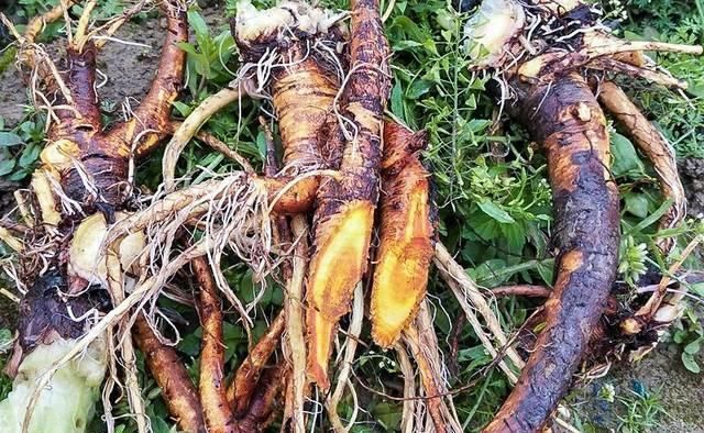 此物俗称“牛舌菜”,根价值不输人参,河边就有,遇见带走