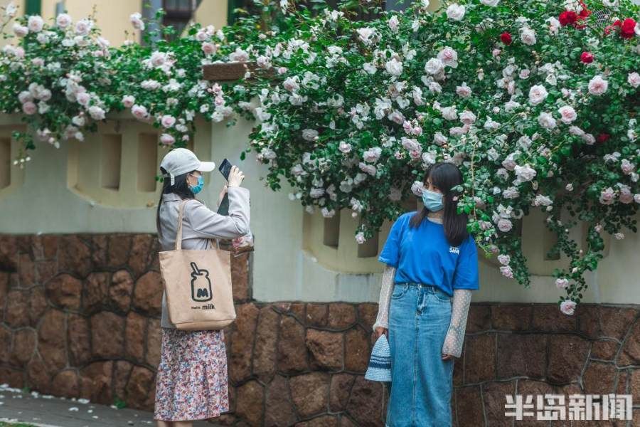 蔷薇|雨润八大关，满架蔷薇一院香！