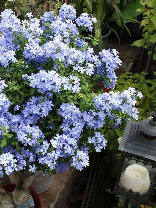 株型|最爱晒太阳的8种花，越晒开花越多，阳台养几盆，开花成海