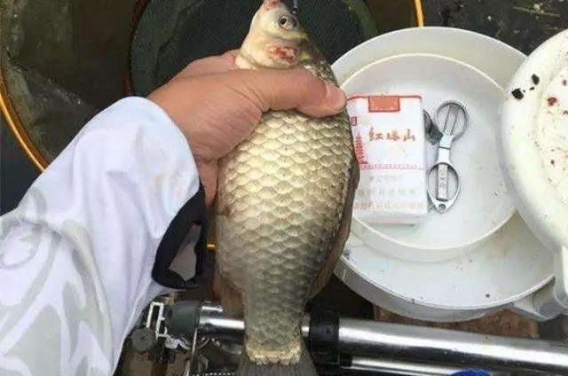 冬天钓大板鲫,用哪种钓法更合适?用过这三招即可