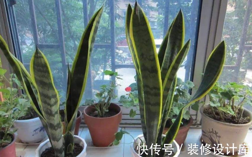 秋天养虎皮兰,了解掌握3个要点,不黄叶不发卷,长出侧芽养爆盆