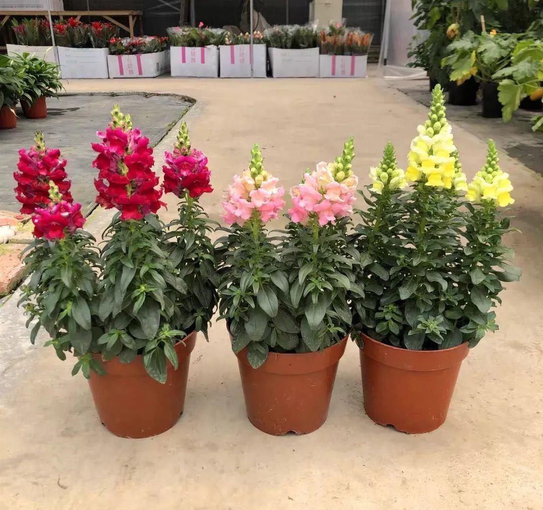 一种小草花，开花像金鱼，家里养几盆，叶绿花艳，漂亮又喜庆
