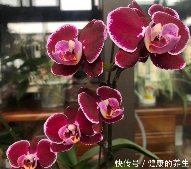 养蝴蝶兰,牢记“4透”,开花一茬接一茬!