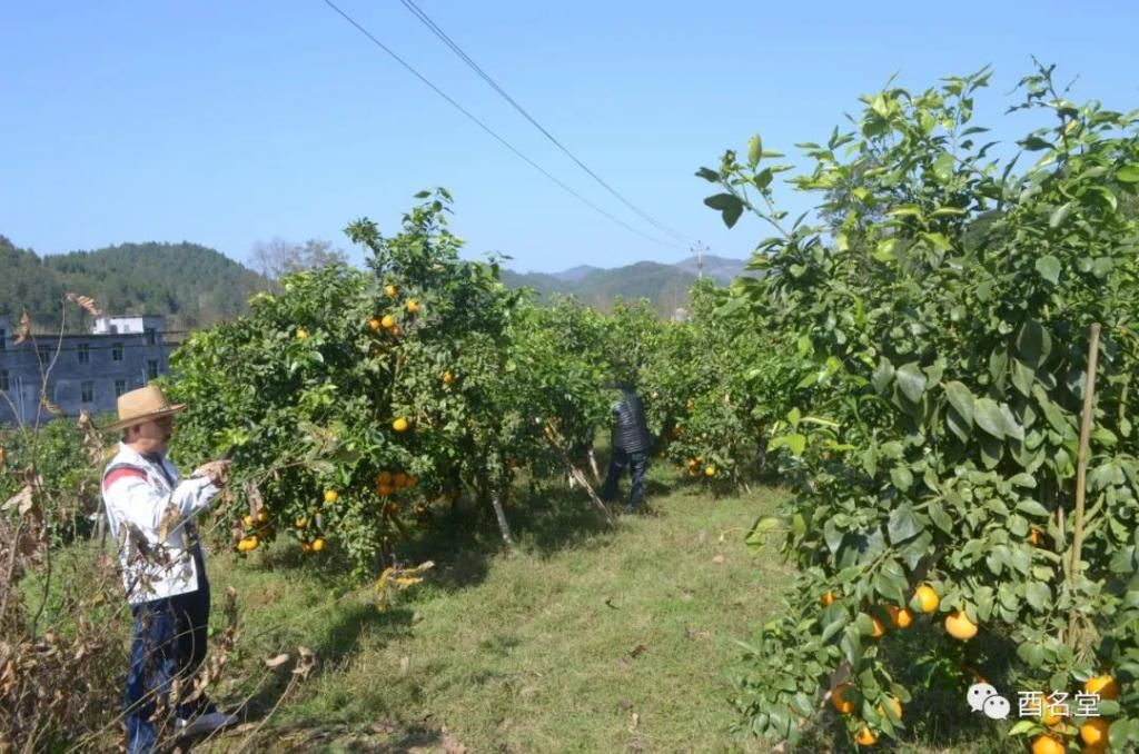 镇有|酉水河镇有位“红美人”，男女老少都爱她