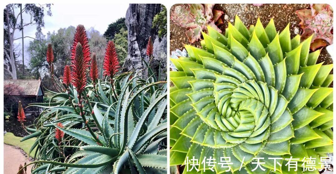 适合懒人养的“6种花”,不只是好养,还寓意好,利于健康