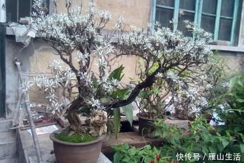 花肥|怎么调节、疏松土壤?巧用这2样,植物长势可轻松得到改善