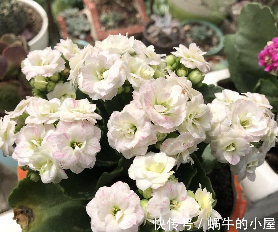 适合10月养的“13种吉祥花”，建议你也养一盆，利健康旺财运