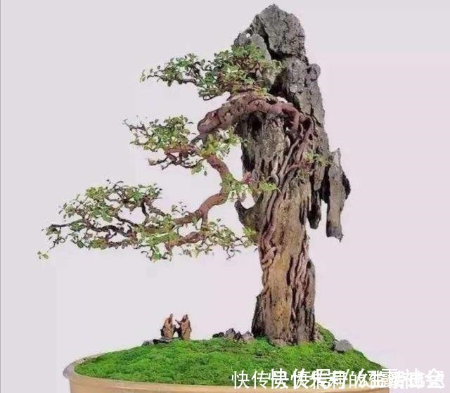 采集|养盆景,怎样才能在盆面上长出青苔,增加观赏性!