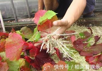 扦插别买“生根剂”，做好3件事，扦插一百根，个个都生根！