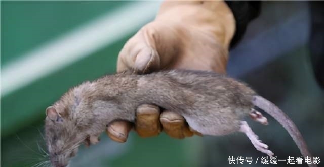 年后|鼠王邱满囤:一次灭鼠35万只,却遭5位专家抵制,9年后重出江湖