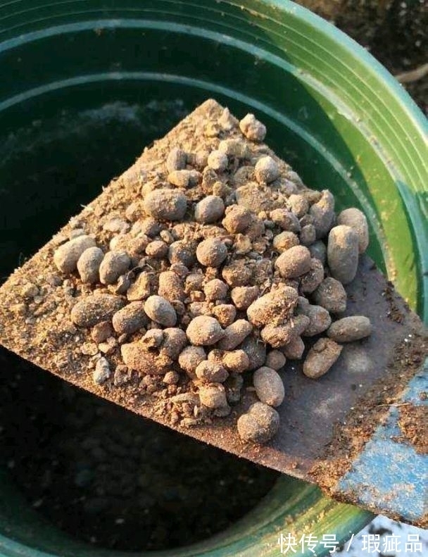 有机肥|给月季施肥，不要错过两个时间，春花多秋花不断开到爆