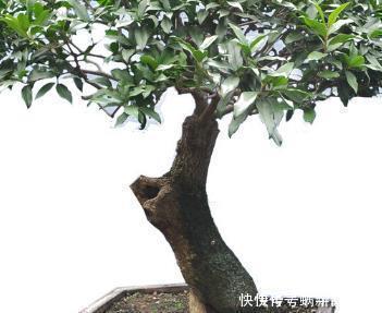 盆景|张大爷把桂花盆景养开花了，真是太吸引眼球了，一问竟是这样养