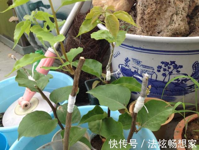 高手的扦插玩法，把以下三角梅养得这么好，只见开花不见叶
