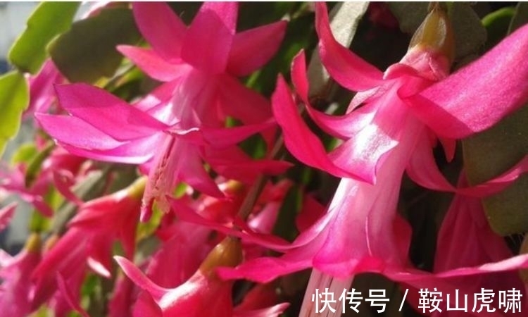 开花最香的4种花,花朵迷人,阵阵花香,花朵大