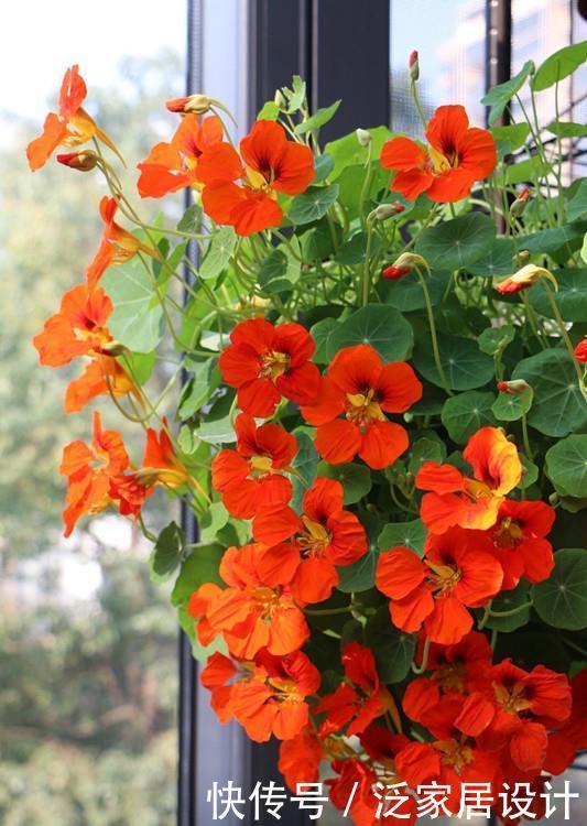 封闭阳台养啥花?这款很不错,打理容易,花繁叶密,多季重复开