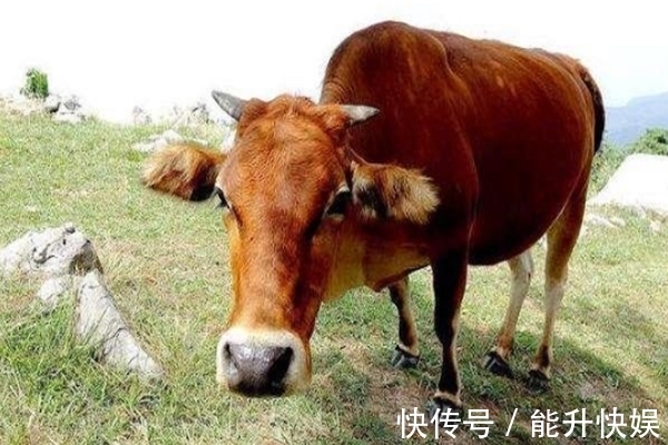 牛为何在十二生肖中排在第二生肖牛的背后原来有这种故事 粉紫色 牛为何在十二生肖中排在第二生肖牛的背后原来有这种故事 粉紫色