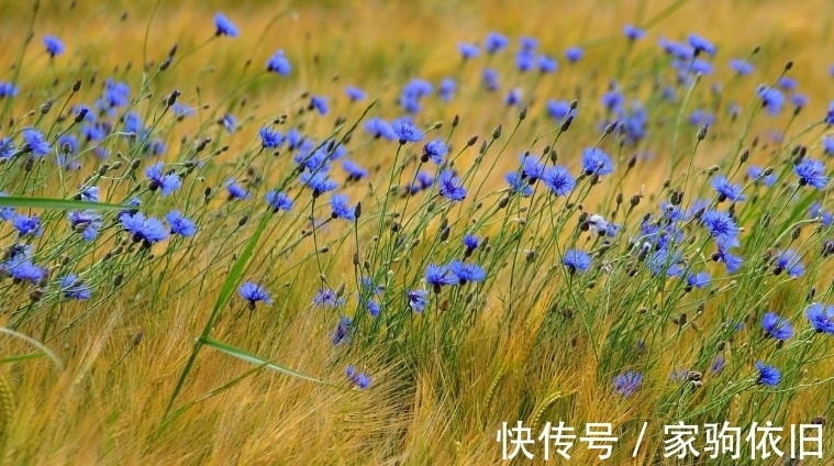 桃花朵朵开|9月1日起，未来的三个月，这两个星座桃花朵朵开，感情一帆风顺