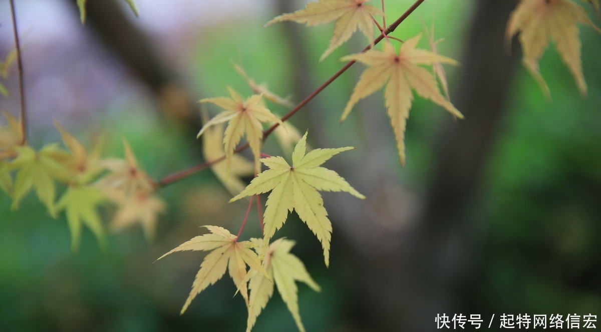 辛弃疾|曾经豪迈的辛弃疾，经历了人生百味，四十岁写下一首哀婉凄凉的词