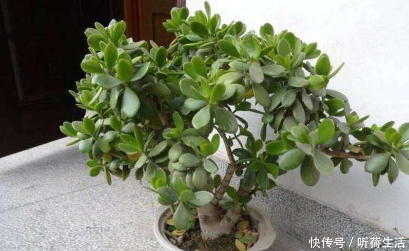 老人常說,別看三種樹長得“丑”,但是它鎮(zhèn)宅養(yǎng)人,招財進寶