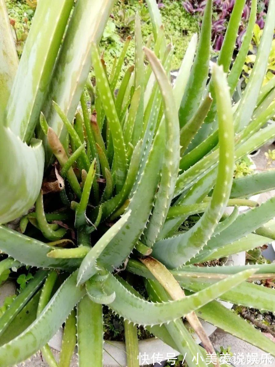 给这花换盆,土里扒出30个崽,根本不用扦插!