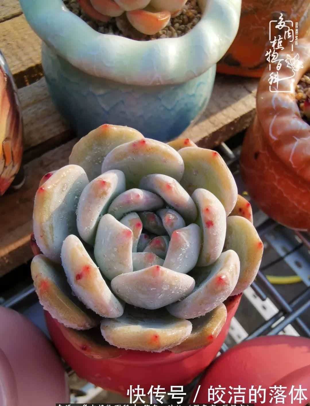 百度|我与多肉那些不得不说的故事!