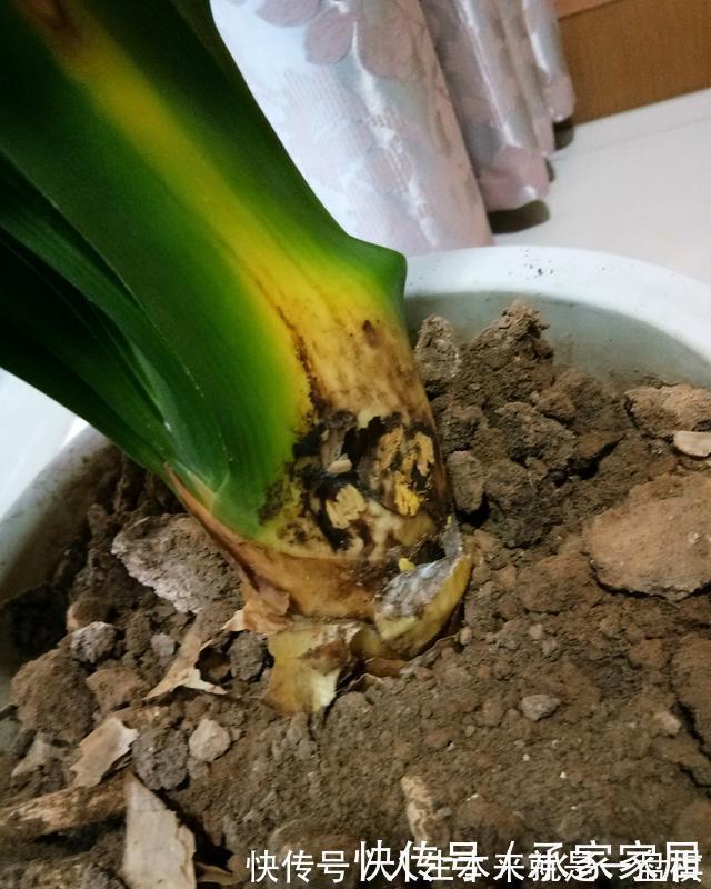 李大姐养君子兰，开春切一刀，养60天，冒出9个芽，要爆盆了