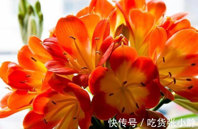 5种漂亮花,天冷多晒晒,越晒长得越健壮,花开得又多又大