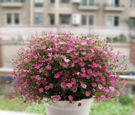 徒长的满天星,跟我这样来做,才能开出花球一样的满天星效果