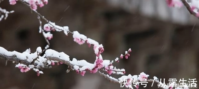 梅花#高僧在大雪纷飞的清晨，见到了雪中的梅花，信手拈来写下一首诗！