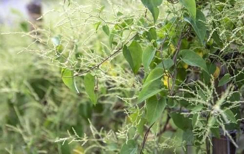 药王|失眠熬成神经衰弱!药王孙思邈1味古方,或助眠养颜,建议收藏