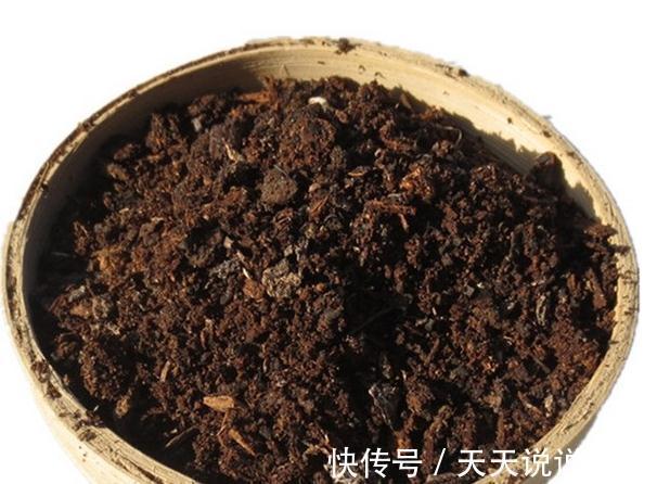 君子兰换盆做好5点，服盆快不烂根