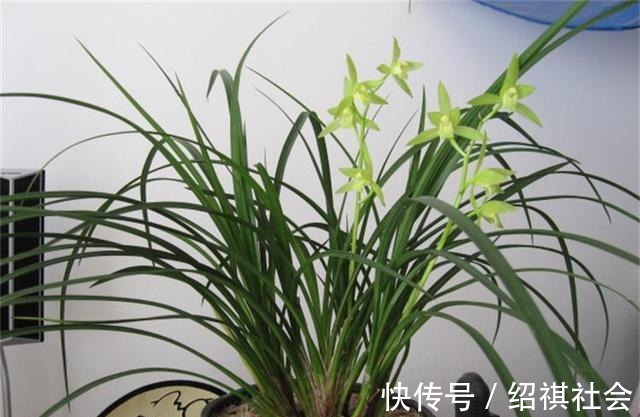 花友|养兰花,3个''窍门''别放过,省时省力,植株还容易旺