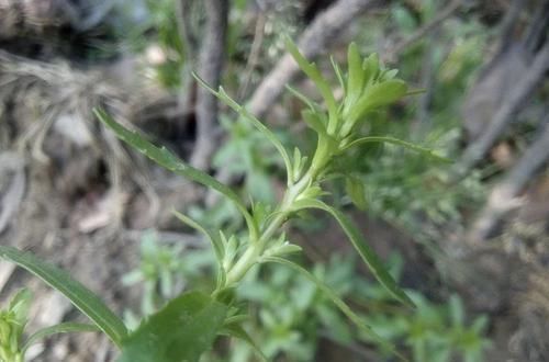 农村一种奇特野草，果实内藏有虫子，价值很珍贵，别当杂草除掉