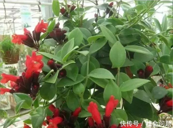 占地|吊起来养的“4种花”,好看好养不占地,一次开出200朵,美