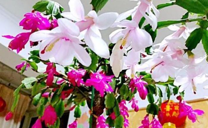 养不死的几种花,独特有格调,颜值超高超美的