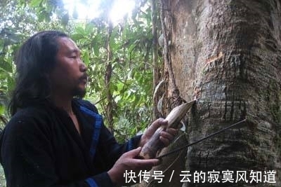 这种树数量稀少,树龄有百年,当地人却冒险这样做