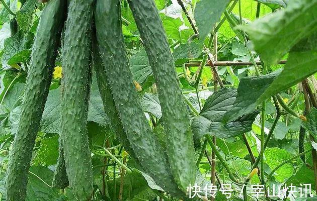 黄瓜|会吃的人最健康,多吃以下蔬菜,舒展皱纹,排毒养颜,抗衰老