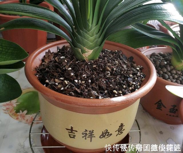 出门捡4种东西,养花垫盆底,营养土不用买,疏松透气、不烂根