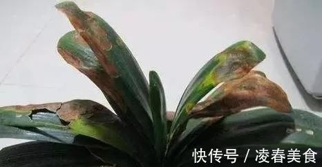 虎皮兰|这16种花冬天越浇越死,3个月不管,反而长高个