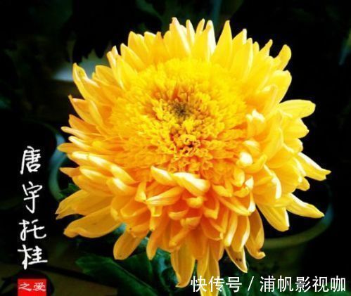 阳台上|珍稀品菊“唐宇托桂”,似金凤展翅,金光灿灿,堪称养花必备