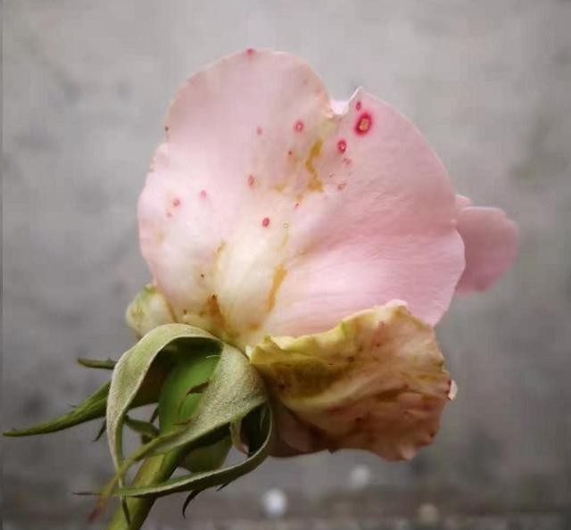 苞长|月季花苞长雀斑怎么回事?当心整个花苞霉烂!