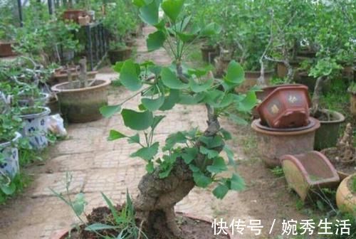 盆景|4种绿植从低价盆栽到高价盆景,只需5年时间,每一盆都很美