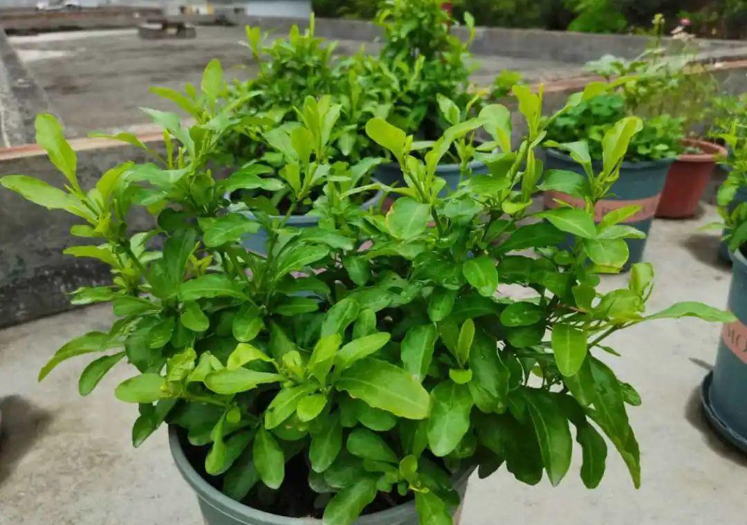 风雨兰|从养花大神家，偷来3个爆花技巧，快学，24小时后删