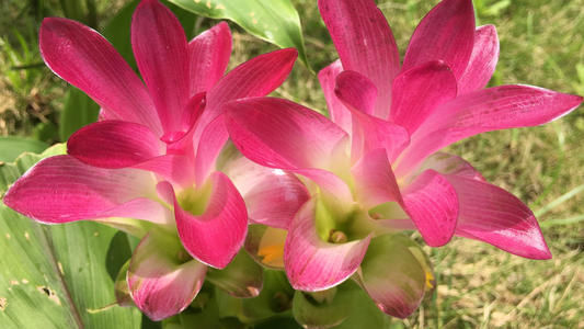 野外常见的1种漂亮花,开花仙气十足,遇到忍不住想带回家