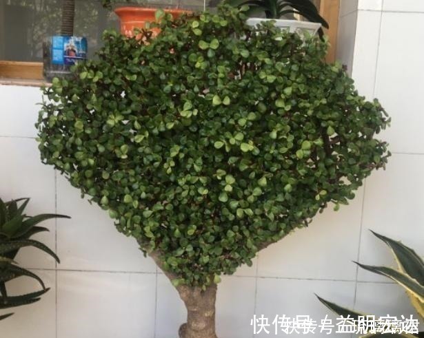 金枝玉叶|金枝玉叶这么剪,越剪越好看,变成盆景老桩,越养越值钱!