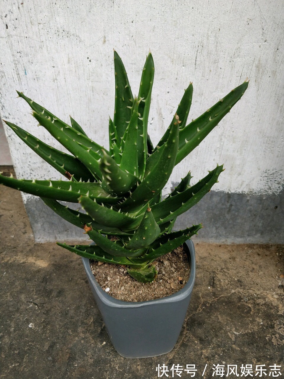 花盆|天气太热，养6种别乱浇水，浇得多死得快，难怪一浇就烂根