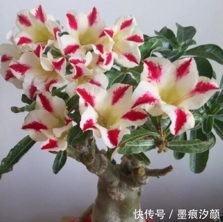 沙漠玫瑰|时间少就养“2种花”,开花很漂亮,30天不浇水也“死不了”!